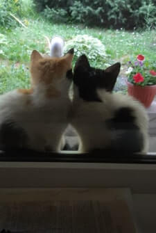 Two cats